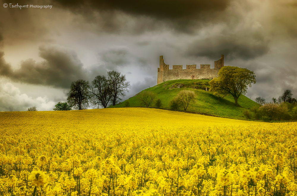 Hume Castle Rapeseed